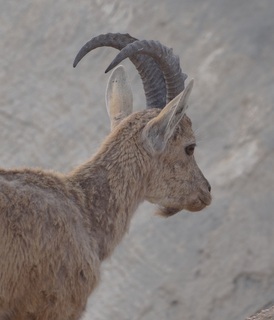 Capra ibex nubiana, Nubian Ibex