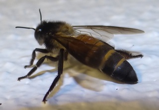 Apis dorsata, Giant Honey Bee