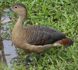 Dendrocygna javanica, Lesser Whistling-Duck