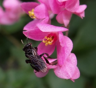 Heterotrigona itama, stingless bee