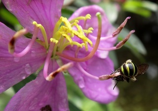 Nomia strigata, halictid bee
