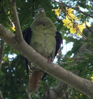 Treron curvirostra, Thick-billed Green Pigeon