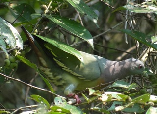 Treron vernans, Pink-necked Green Pigeon