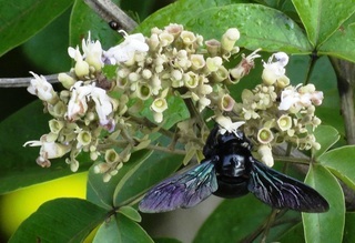 Xylocopa latipes, Broad-footed Carpenter Bee