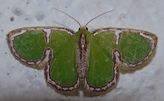 Comostola cedilla, moth