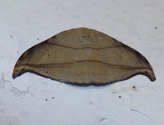 Nordstromia cf duplicata, moth