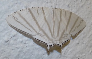 Urapteroides astheniata, uraniid moth