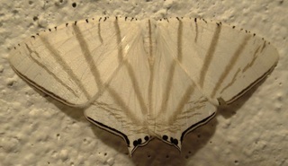 Urapteroides astheniata, uraniid moth