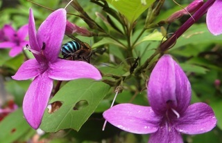 Amegilla andrewsi, anthophorine bee