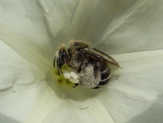 Diadasia bituberculata, bee