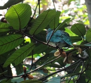 Ptilinopus jambu, Jambu Fruit Dove