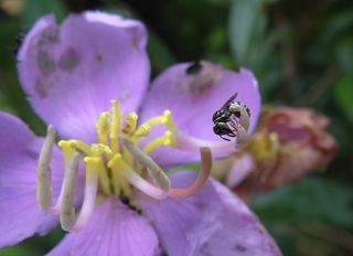Ceratina collusor, small carpenter bee in subgenus Ceratinidia