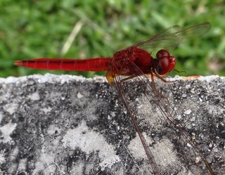 Crocothemis servilia, Common Scarlet dragonfly