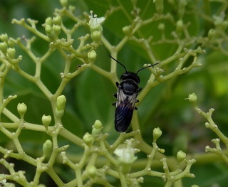 Megachile disjuncta, Disjunct Resin Bee