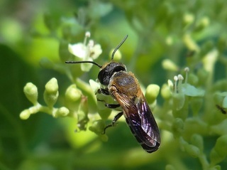 Megachile umbripennis, Shadow-winged Resin Bee