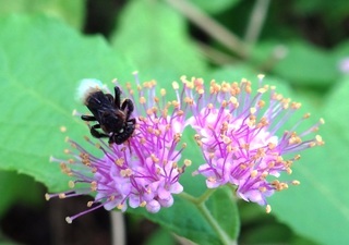 Tetrigona apicalis, stingless bee