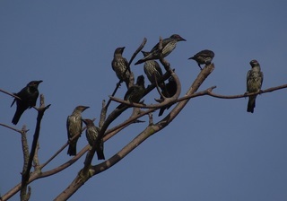 Aplonis panayensis, Asian Glossy Starling