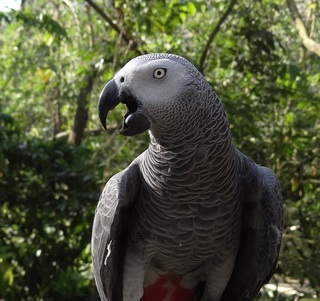 Psittacus erithacus, African Grey Parrot