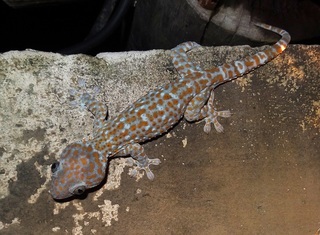 Gekko gecko, Tokay Gecko