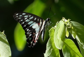 Graphium, jay butterfly