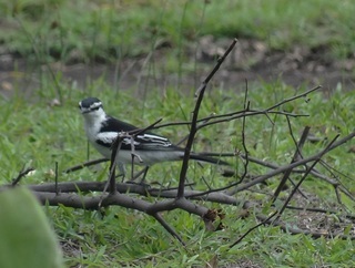 Lalage sueurii, White-shouldered Triller