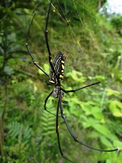 Nephila maculata, giant wood spider