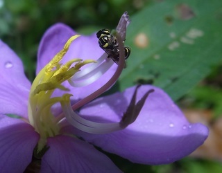 Ceratina collusor, small carpenter bee in subgenus Ceratinidia