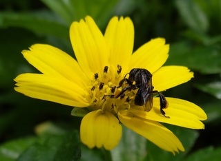 Heterotrigona itama, stingless bee