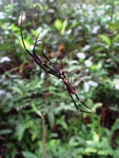 Nephila pilipes, golden orb-web spider