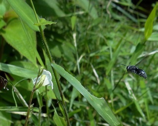 Allorhynchium argentatum, potter wasp