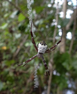 Argiope mangal, Mangrove St. Andrews Cross Spider