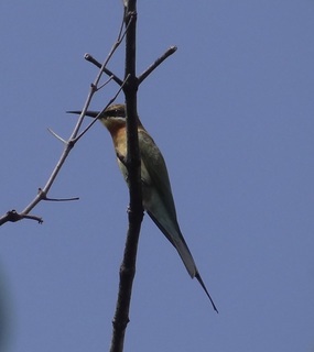 Merops philippinus, Blue-tailed Beeeater