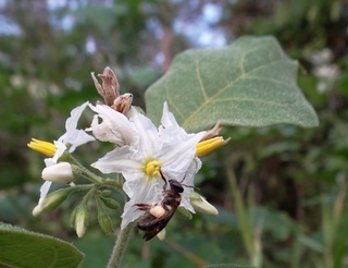 Nomia apicalis, nomiine bee in subgenus Maculonomia