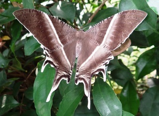 Lyssa zampa, tropical swallowtail moth