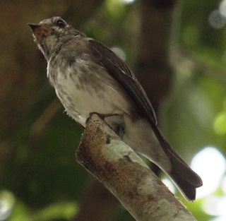 Muscicapa sibirica, Dark-sided Flycatcher