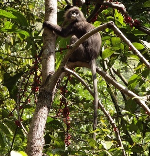 Trachypithecus obscurus, Dusky Leaf Monkey or Spectacled Langur, 