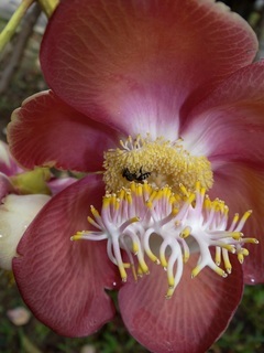 Apis andreniformis, dwarf honey bee