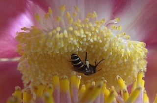 Apis andreniformis, dwarf honey bee