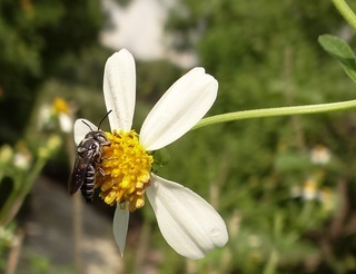Coelioxys confusa, cleptoparasitic bee