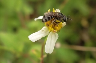 Lasioglossum vagans, sweat bee in subgenus Ctenonomia