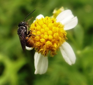 Megachile stulta, resin bee