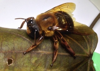 Xylocopa myops, nocturnal carpenter bee