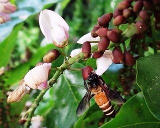Apis dorsata dorsata, giant honey bee