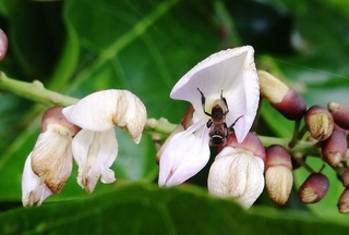 Lepidotrigona palavanica, stingless bee