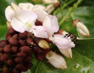 Lepidotrigona palavanica, stingless bee
