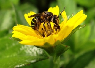 Nomia strigata, halictid bee