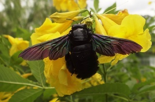 Xylocopa latipes, Broad-footed Carpenter Bee