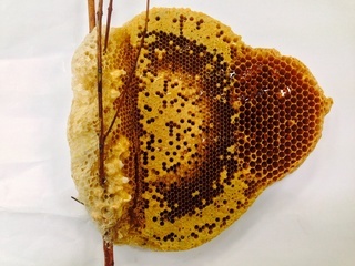 Apis andreniformis, dwarf honey bee nest