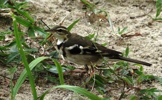 Dendronanthus indicus, Forest Wagtail