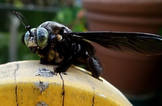 Xylocopa latipes, Broad-handed Carpenter Bee